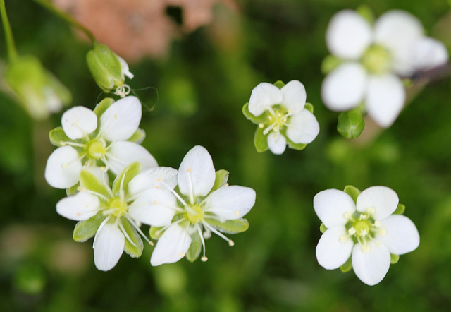 Floraison de Sagine