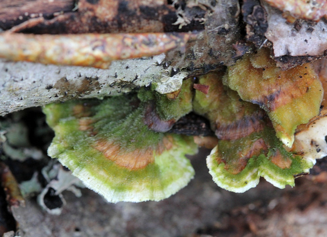 Polypores