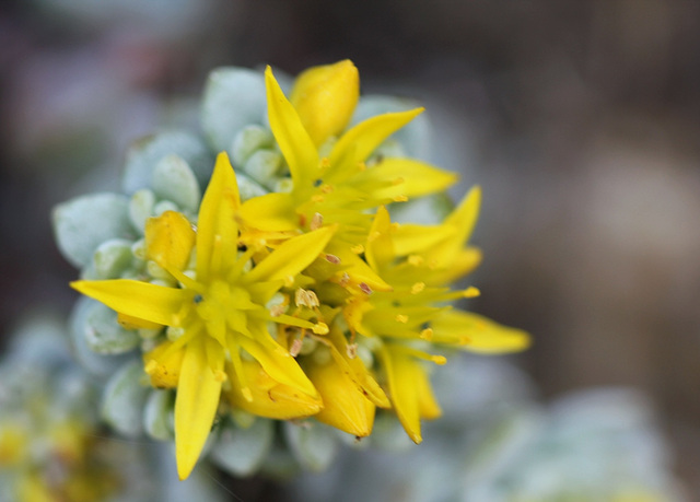 Sedum spathulifolium Cape blanco en fleurs