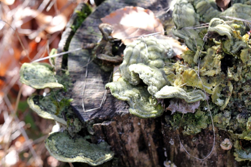 Polypores sur souche