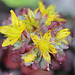 Sedum spathulifolium purpureum en fleur