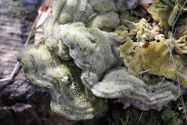 Falbalas de velours pour un Polypore