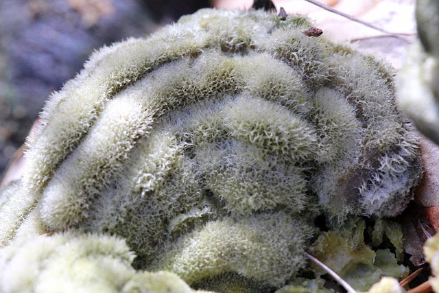 Polypore velouté en gros plan