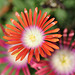 Delosperma dyeri red mountain