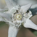 Edelweiss