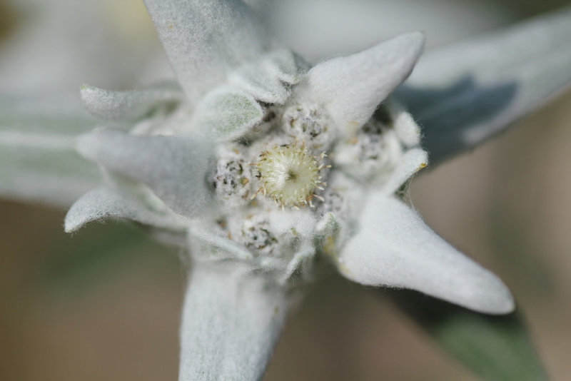 Edelweiss