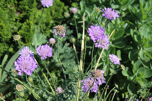 Scabiosa colombaria