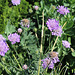 Scabiosa colombaria