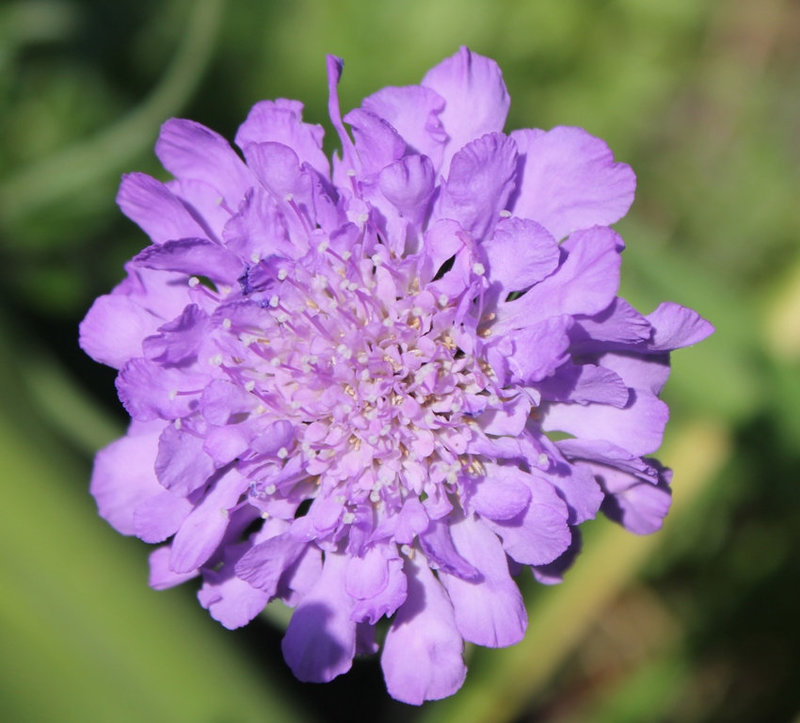 Scabiosa colombaria