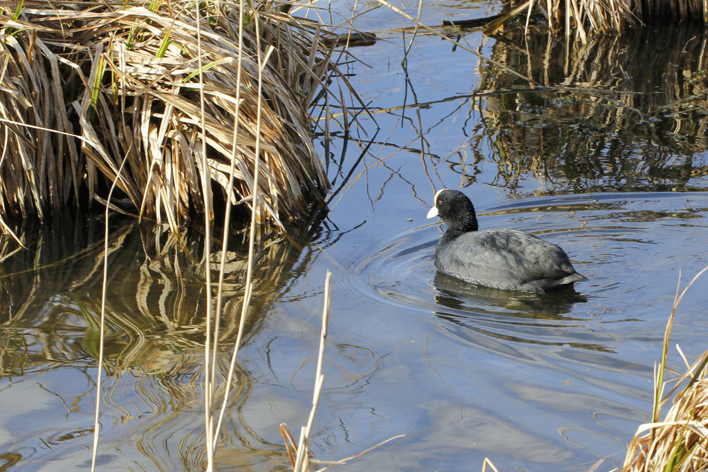 Foulque au marais