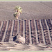 Dry Crop Growing on Fuerteventura