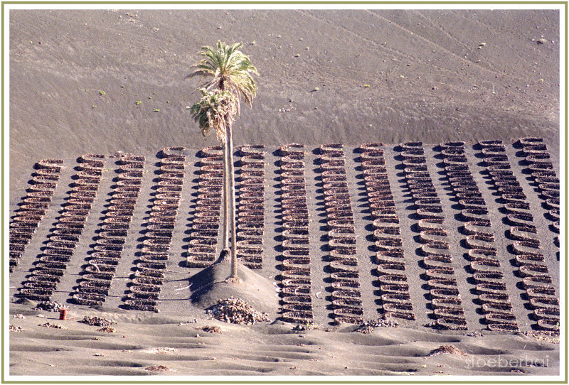 Dry Crop Growing on Fuerteventura