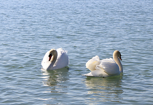 Tanzende Schwäne auf dem Bodensee