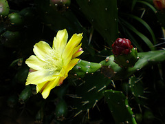 Flor de chumbera o tunera