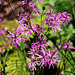 Silene  flos-cuculi- Silène fleur de coucou