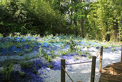 Biodiversité bleue