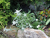 Edelweiss et Armeria blanc