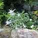 Edelweiss et Armeria blanc
