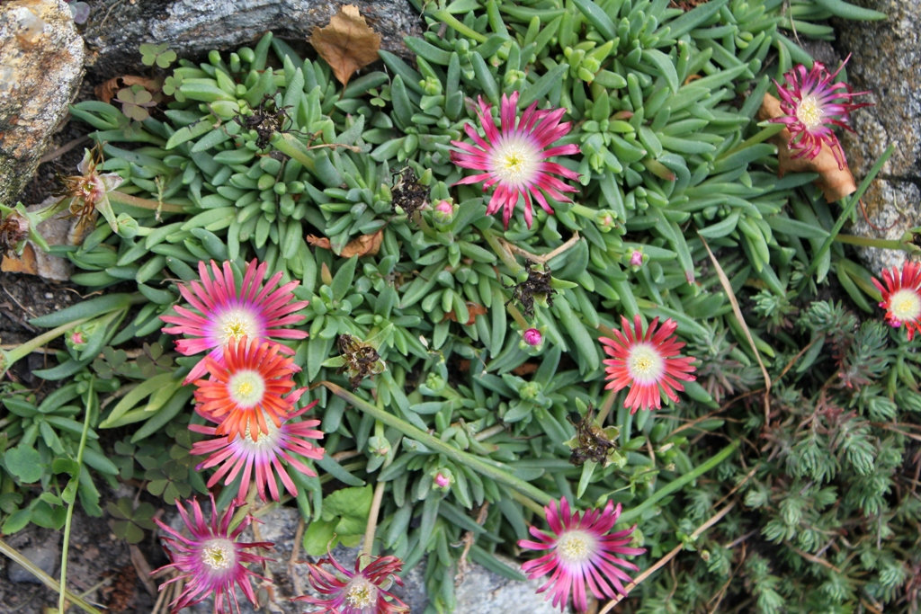 Delosperma dyeri "red mountain"