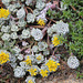 Sedum spathulifolium Cape blanco en fleurs