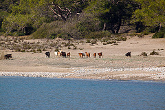 20110303 0198RAw [TR] Ziegen, Phaselis, Kemer, Türkei