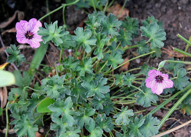 Geranium cinereum