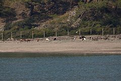 20110303 0197RAw [TR] Ziegen, Phaselis, Kemer, Türkei