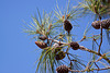 20110303 0193RAfw Kemer Phaselis Pinienzapfen