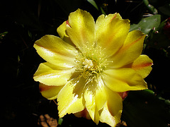 Flor de la Tunera (1)