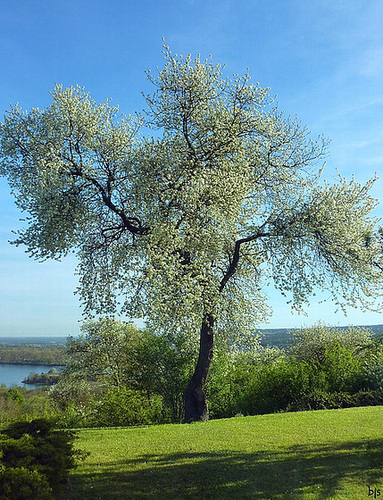 Mon arbre s'est paré de blanc pour vous être agréable !