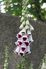 Digitalis purpurea "pam's choice"