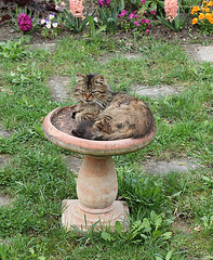 Bain d'oiseaux au chat