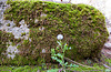 20110303 0178RWfw Kemer Phaselis Moos Kreuzkraut