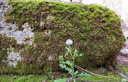 20110303 0178RWfw Kemer Phaselis Moos Kreuzkraut