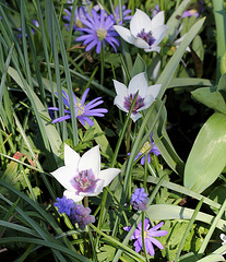 triplette de tulipes