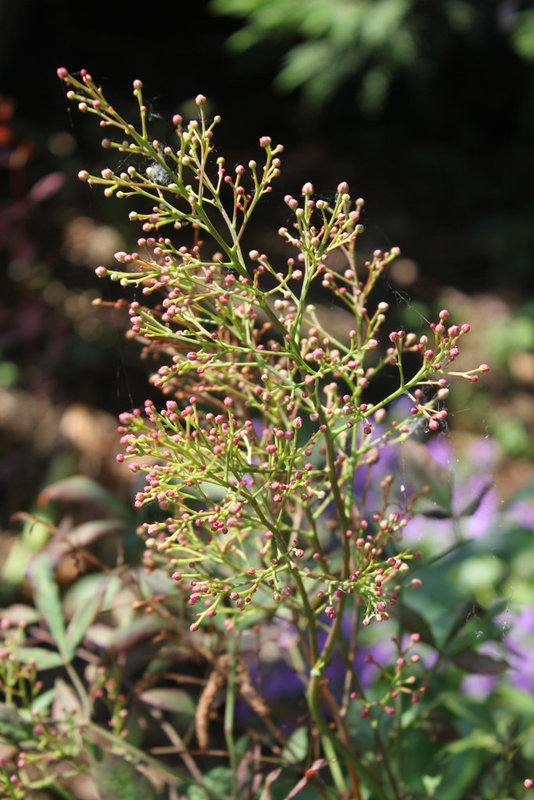 Nandina