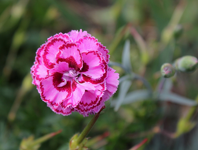 Oeillet 'Moulin Rouge '