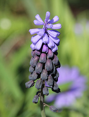 Muscari