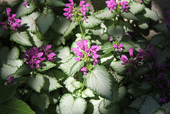 Lamium maculatum