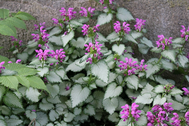 Lamium maculatum