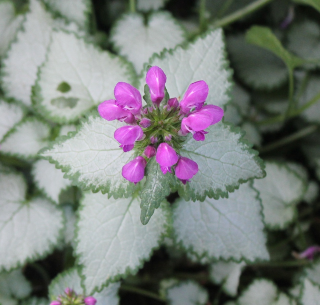 Lamium maculatum