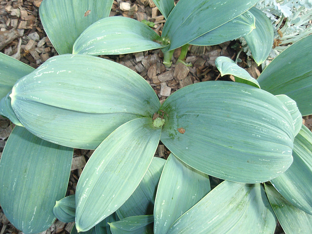 allium 'ivory queen' P4171199