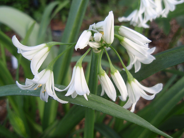 allium triquetrum P4171170