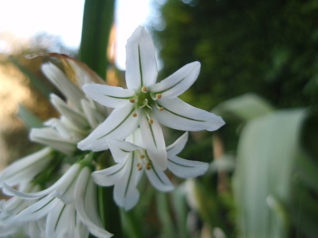 allium triquetrum P4171171