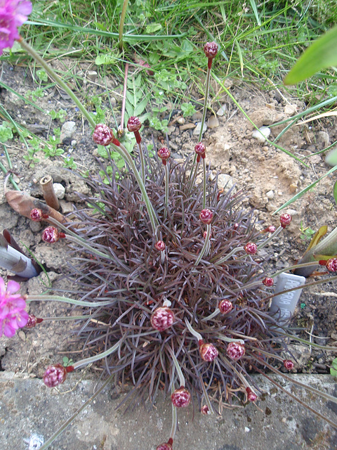 arméria maritima P4201215