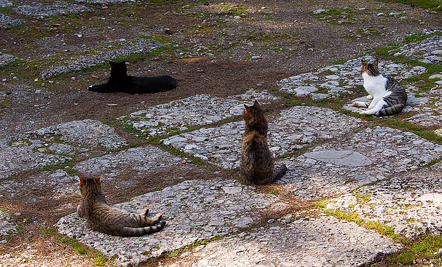 20110303 0166RAw [TR] Katze, Phaselis, Kemer, Türkei