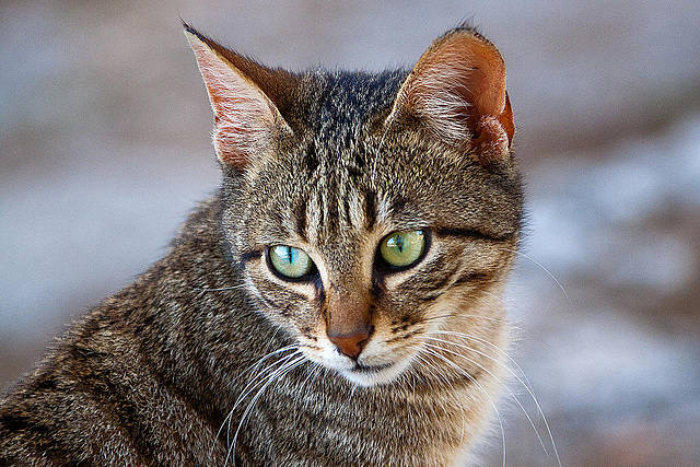 20110303 0160RAw [TR] Katze, Phaselis, Kemer, Türkei
