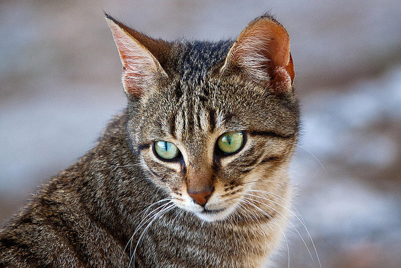 20110303 0160RAw [TR] Katze, Phaselis, Kemer, Türkei
