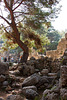 20110303 0164RAfw Kemer Phaselis