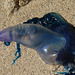 méduse sur la plage